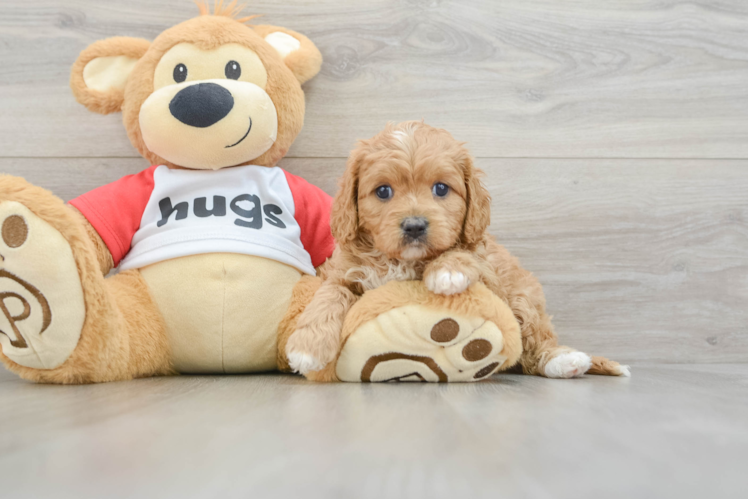Cavapoo Puppy for Adoption