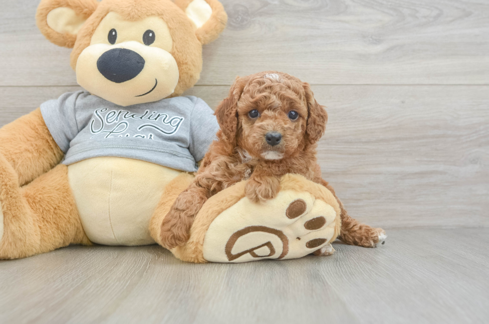 5 week old Cavapoo Puppy For Sale - Pilesgrove Pups