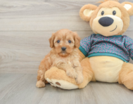 9 week old Cavapoo Puppy For Sale - Pilesgrove Pups