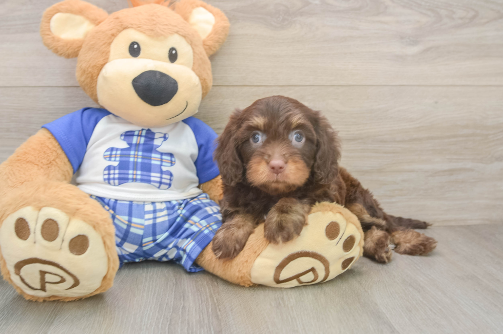 6 week old Cavapoo Puppy For Sale - Pilesgrove Pups