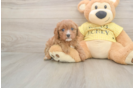 Best Cavapoo Baby