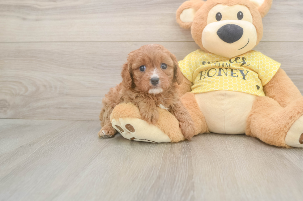5 week old Cavapoo Puppy For Sale - Pilesgrove Pups