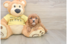 Cavapoo Pup Being Cute