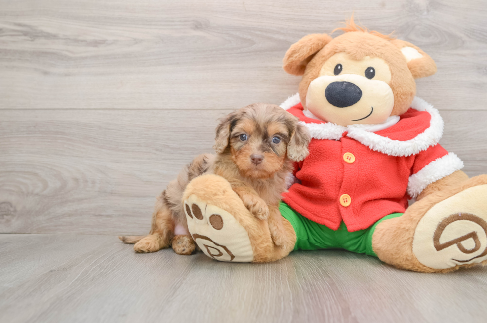 5 week old Cavapoo Puppy For Sale - Pilesgrove Pups