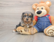 8 week old Cavapoo Puppy For Sale - Pilesgrove Pups