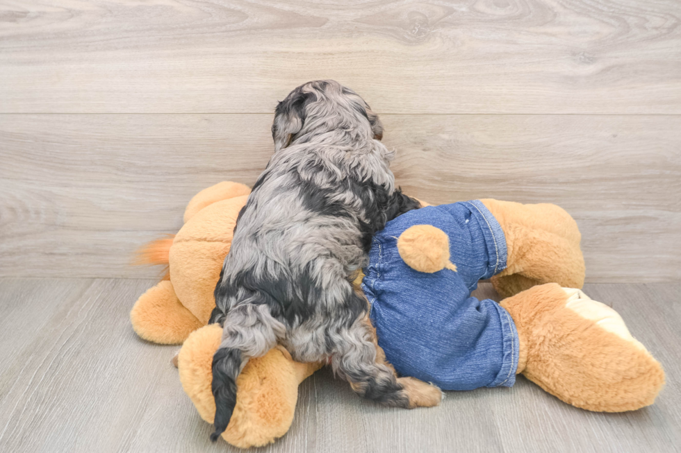 Cavapoo Puppy for Adoption