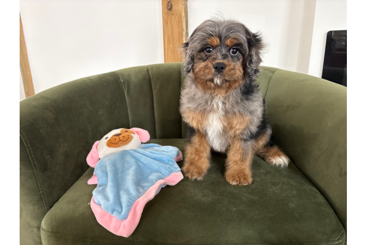 Cute Cavapoo Poodle Mix Pup
