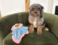 11 week old Cavapoo Puppy For Sale - Pilesgrove Pups