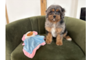 Cute Cavapoo Poodle Mix Pup