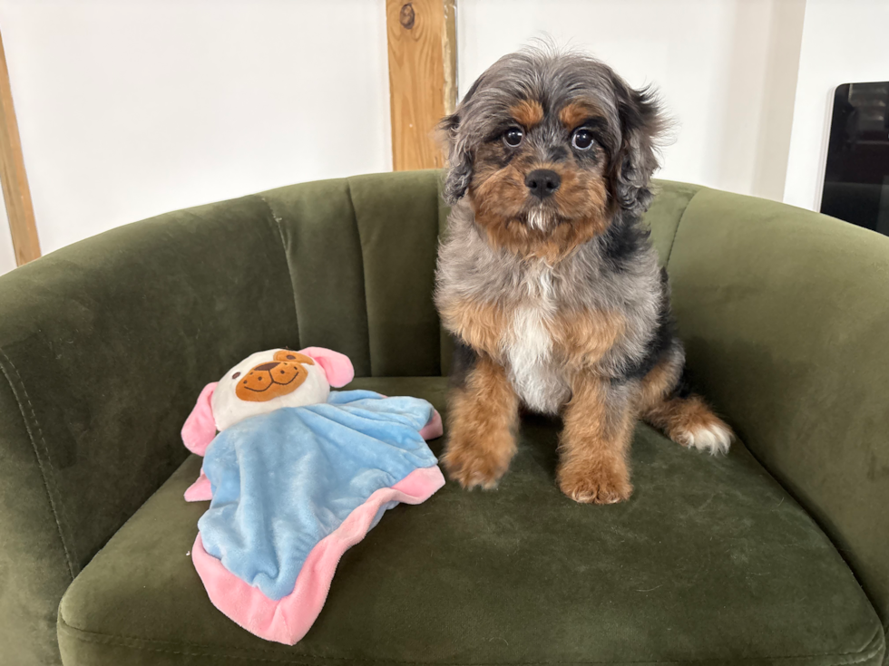 Cute Cavapoo Poodle Mix Pup