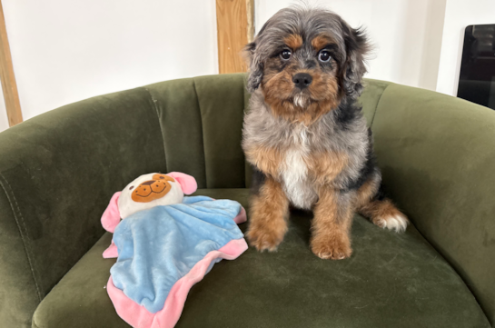 Cute Cavapoo Baby