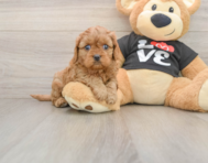 7 week old Cavapoo Puppy For Sale - Pilesgrove Pups