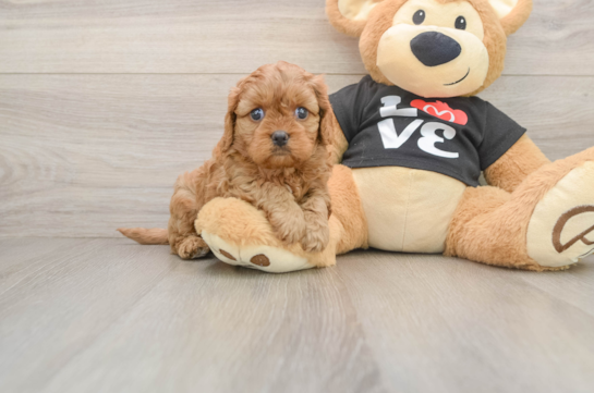 Cute Cavapoo Baby