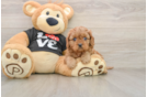 Cavapoo Puppy for Adoption