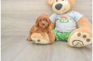 Popular Cavapoo Poodle Mix Pup