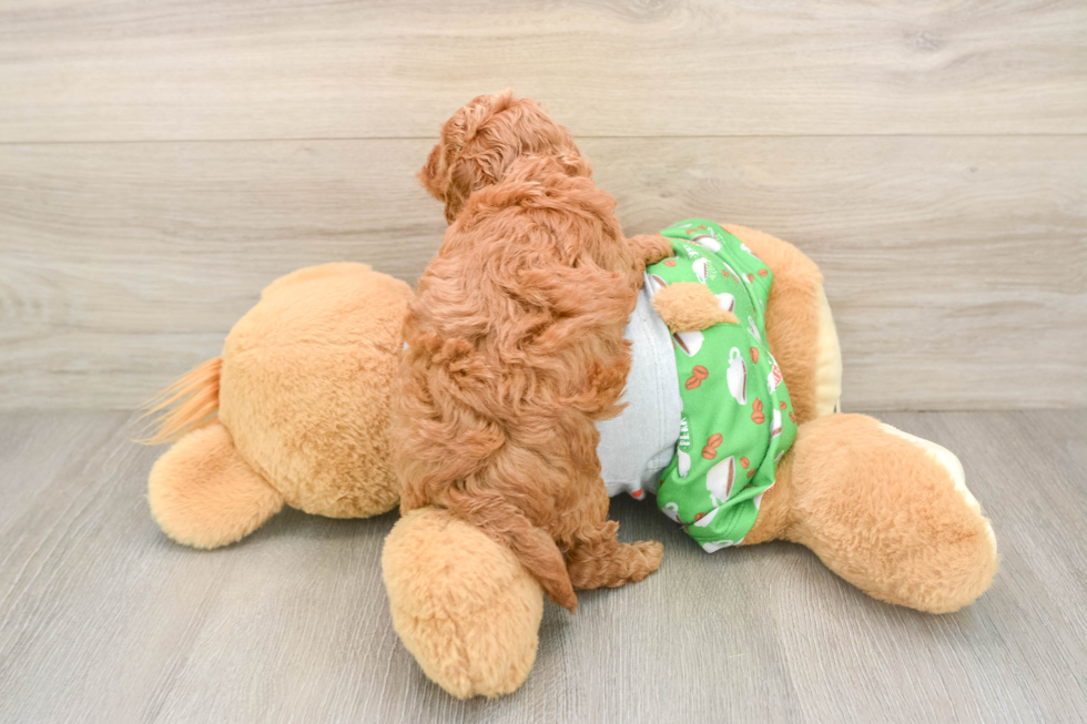 Best Cavapoo Baby