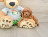 8 week old Cavapoo Puppy For Sale - Pilesgrove Pups