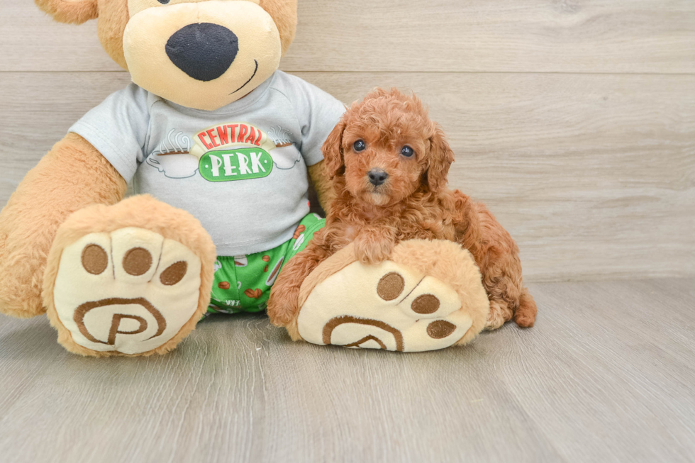 Funny Cavapoo Poodle Mix Pup