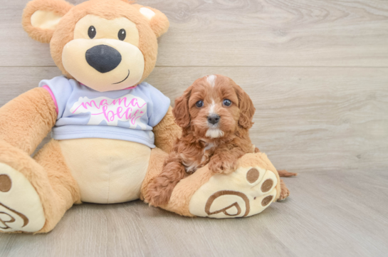 Friendly Cavapoo Baby