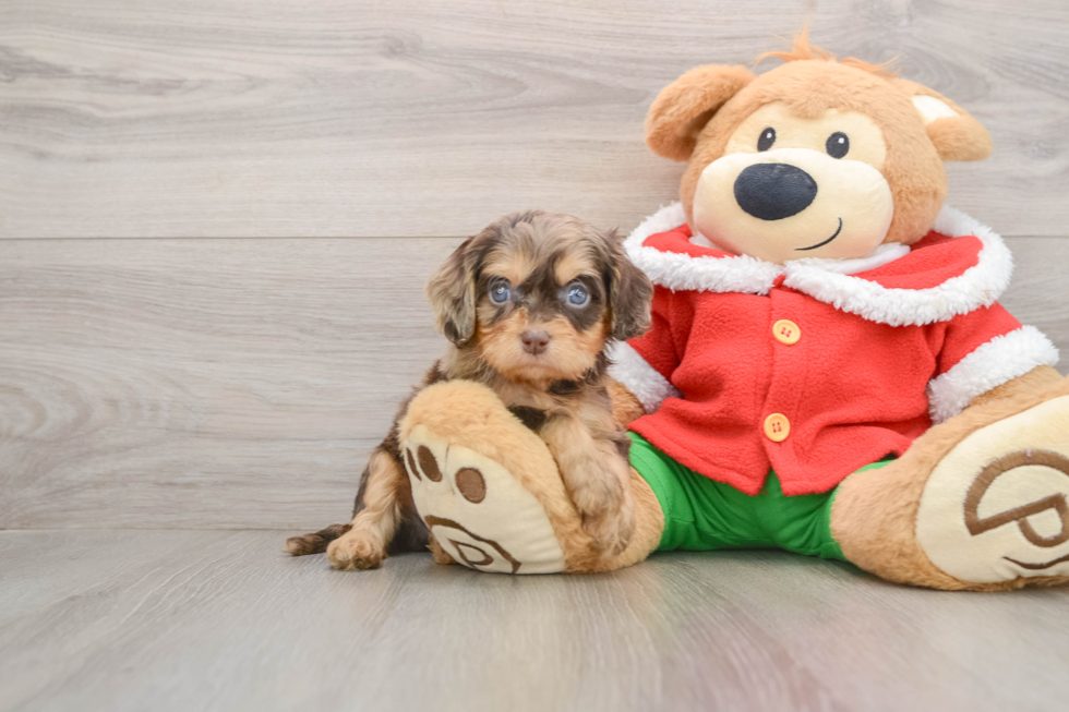 Funny Cavapoo Poodle Mix Pup