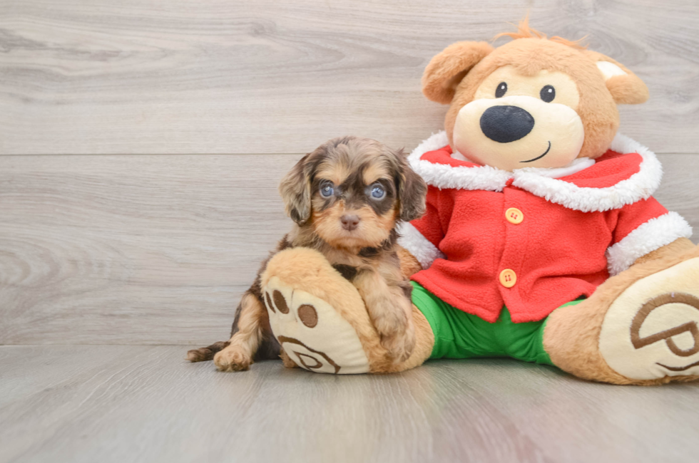 5 week old Cavapoo Puppy For Sale - Pilesgrove Pups