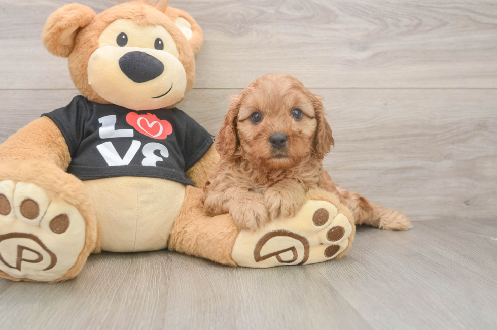 7 week old Cavapoo Puppy For Sale - Pilesgrove Pups