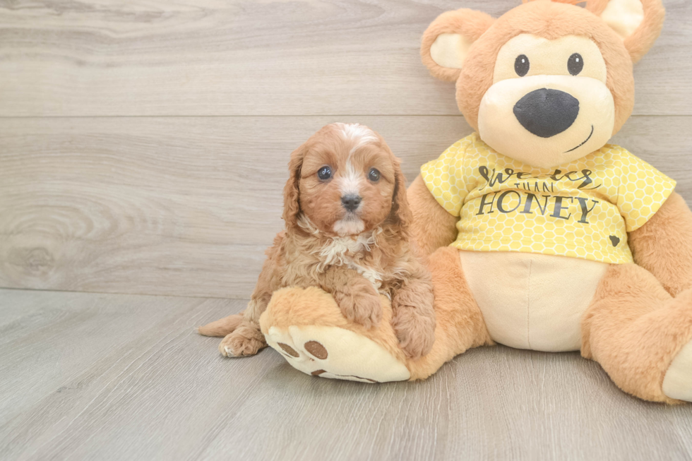 Funny Cavapoo Poodle Mix Pup
