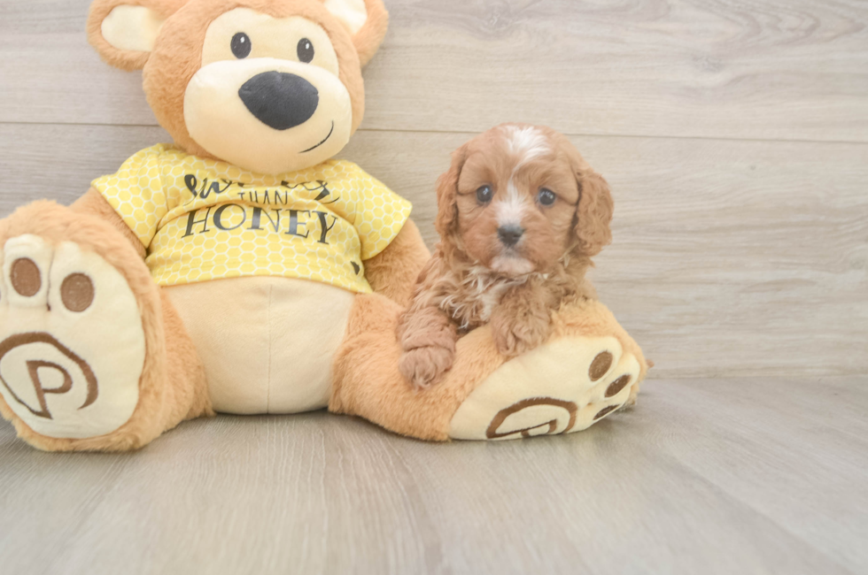 5 week old Cavapoo Puppy For Sale - Pilesgrove Pups