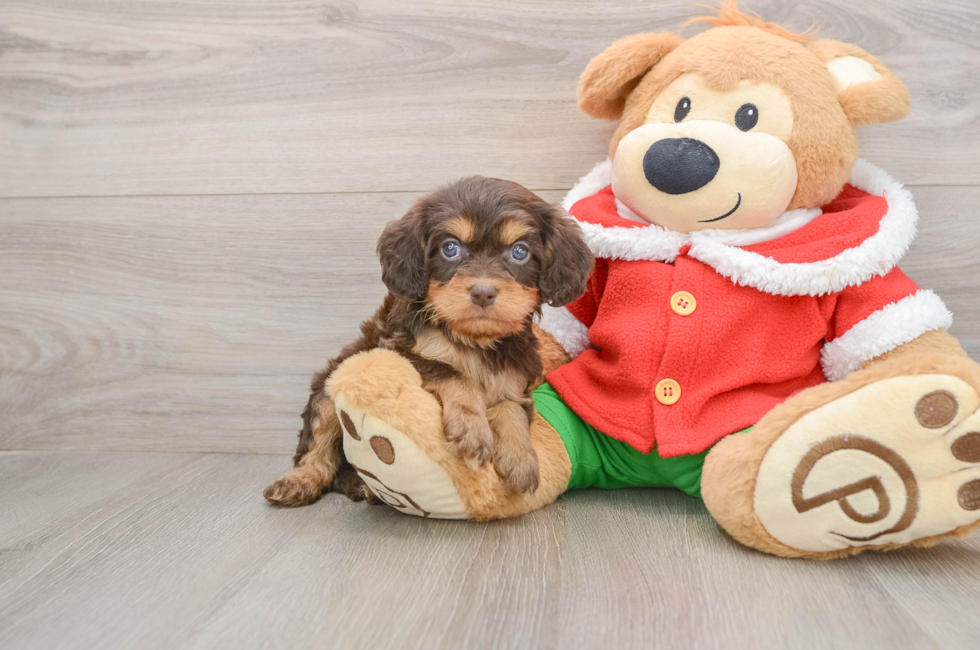 5 week old Cavapoo Puppy For Sale - Pilesgrove Pups
