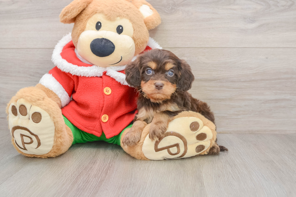 Little Cavipoo Poodle Mix Puppy