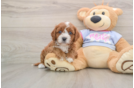 Hypoallergenic Cavadoodle Poodle Mix Puppy