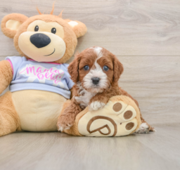 5 week old Cavapoo Puppy For Sale - Pilesgrove Pups