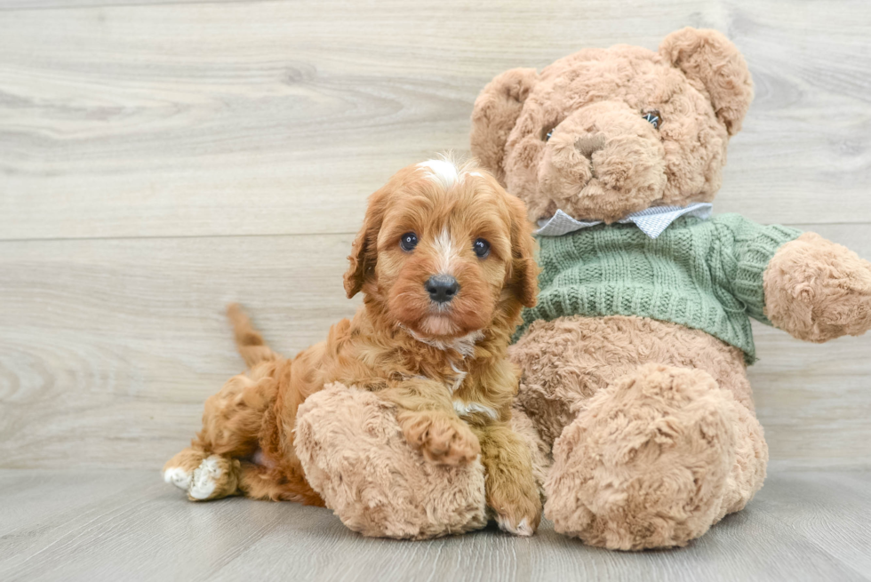 Cavapoo Puppy for Adoption