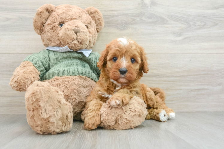 Smart Cavapoo Poodle Mix Pup