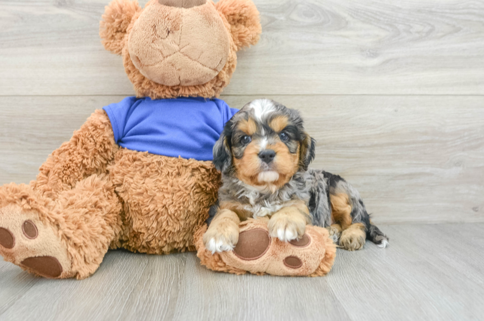 7 week old Cavapoo Puppy For Sale - Pilesgrove Pups