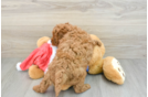 Cavapoo Puppy for Adoption