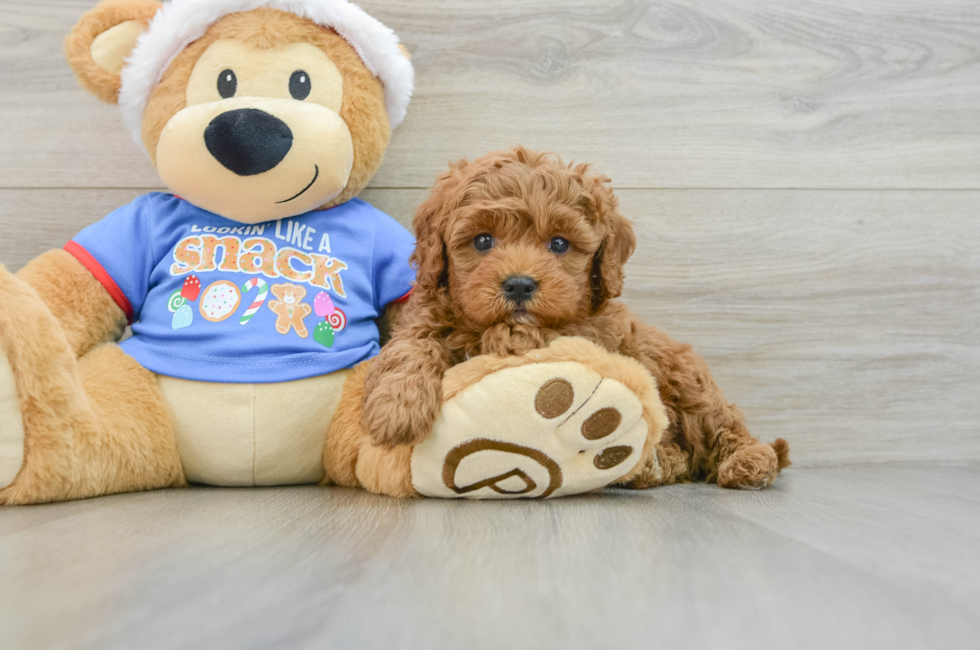 5 week old Cavapoo Puppy For Sale - Pilesgrove Pups