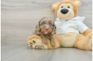 Cavapoo Puppy for Adoption