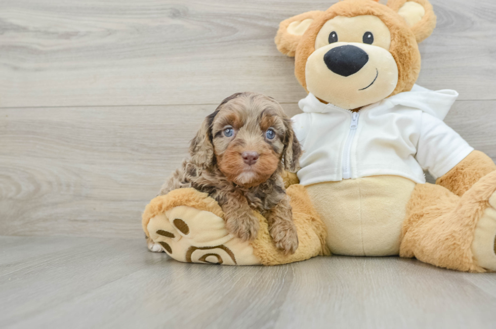 6 week old Cavapoo Puppy For Sale - Pilesgrove Pups