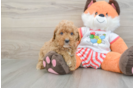Cavapoo Pup Being Cute
