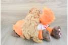 Cavapoo Pup Being Cute