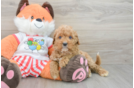 Cavapoo Puppy for Adoption