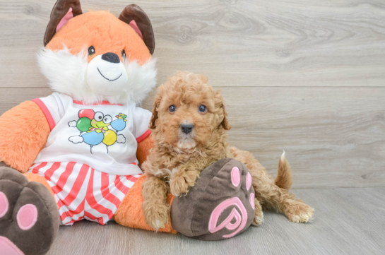 Cavapoo Puppy for Adoption