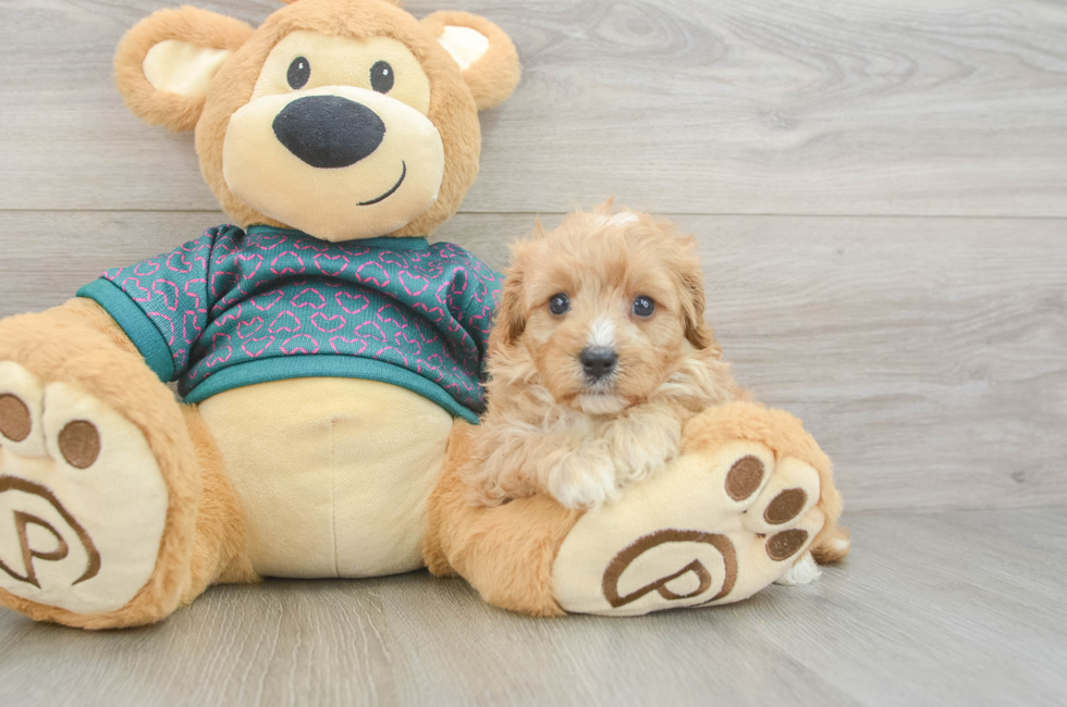 6 week old Cavapoo Puppy For Sale - Pilesgrove Pups
