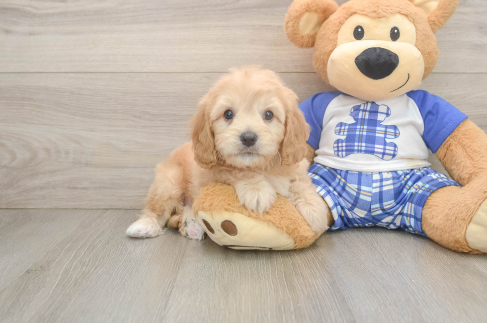 6 week old Cavapoo Puppy For Sale - Pilesgrove Pups