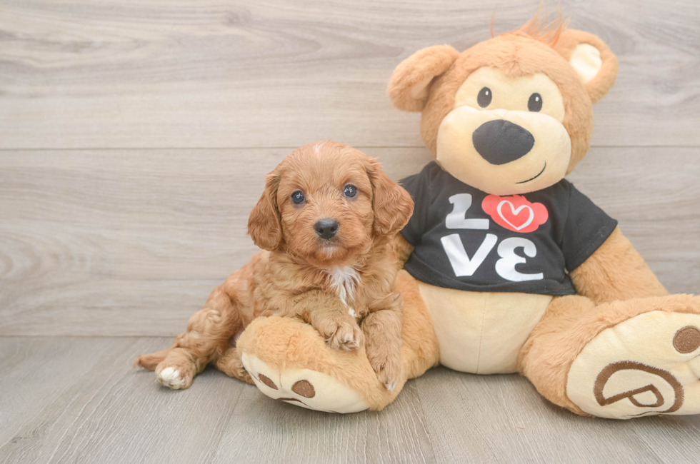 7 week old Cavapoo Puppy For Sale - Pilesgrove Pups