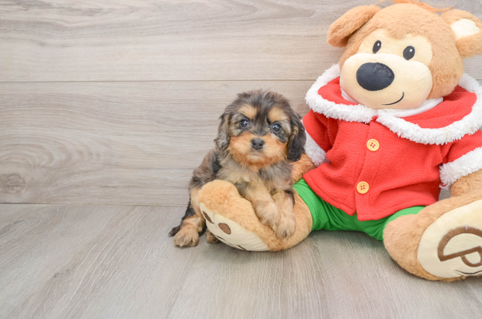 5 week old Cavapoo Puppy For Sale - Pilesgrove Pups