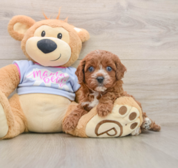 5 week old Cavapoo Puppy For Sale - Pilesgrove Pups