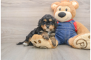Cavapoo Pup Being Cute