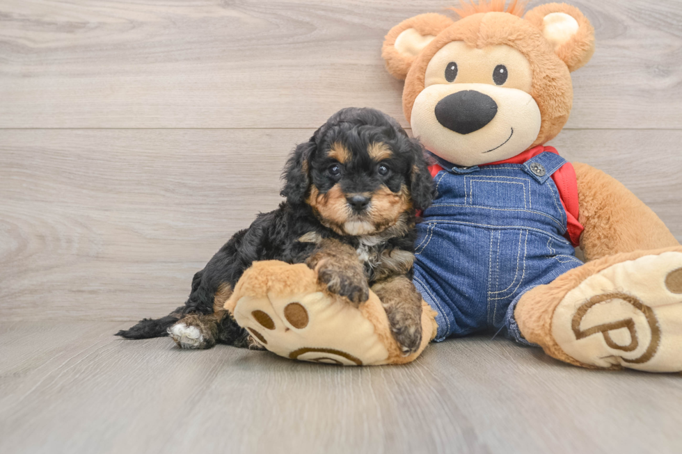Cavapoo Pup Being Cute